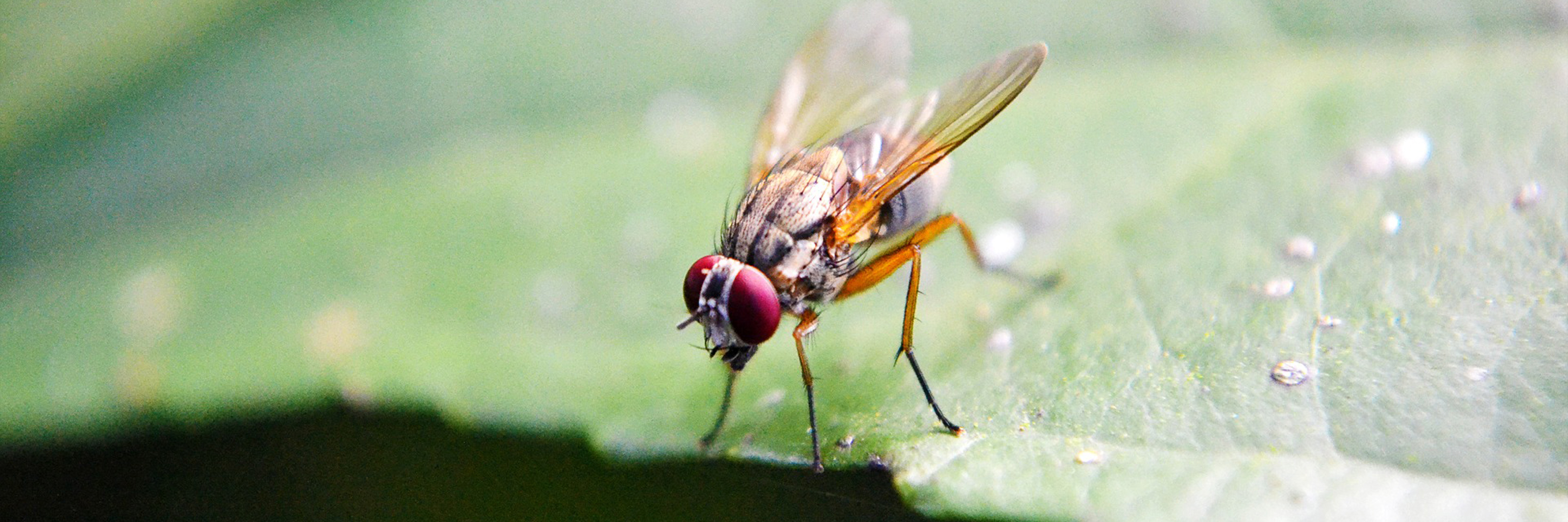 A fruit fly landing