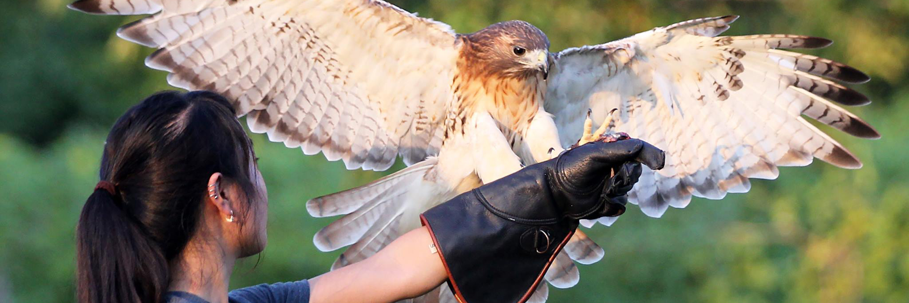 An intern letting a eagle land on arm