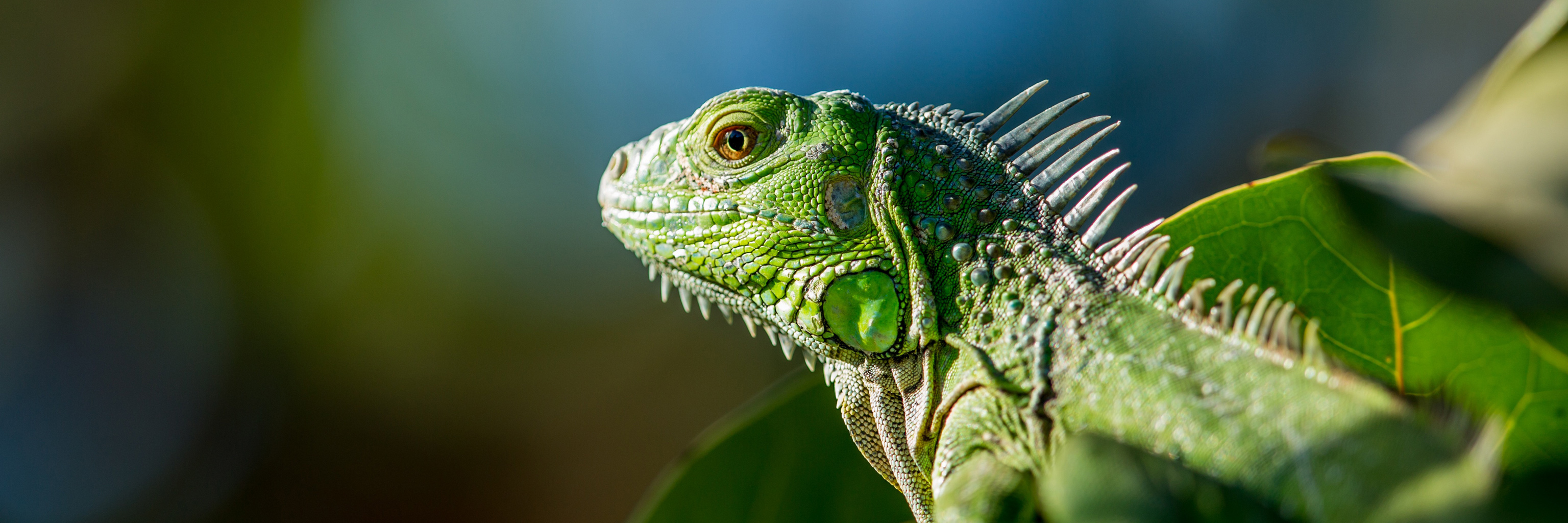 A green iguana looking to the left