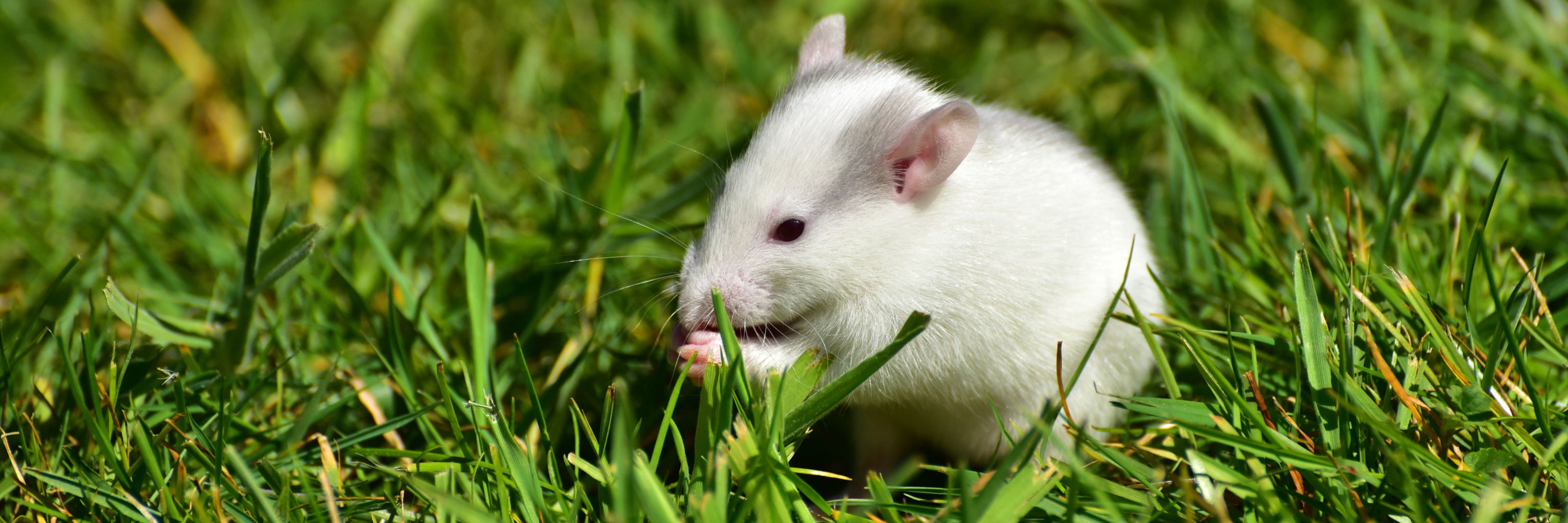 A white rat in green grass
