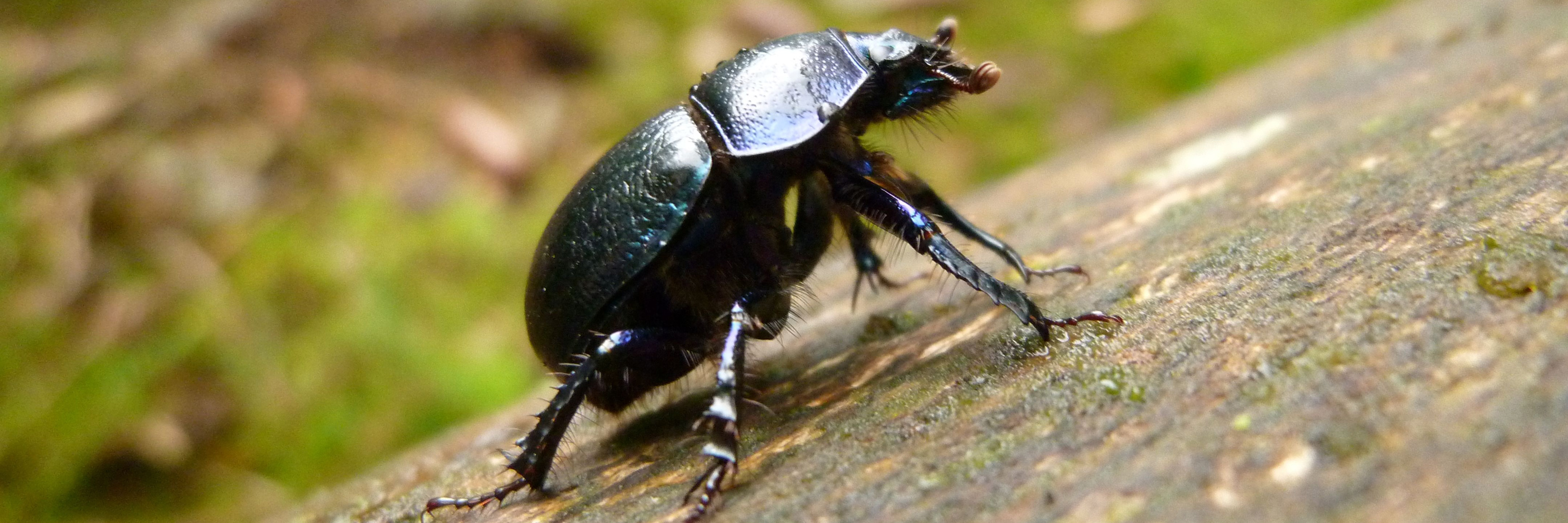 Beetle walking on a log