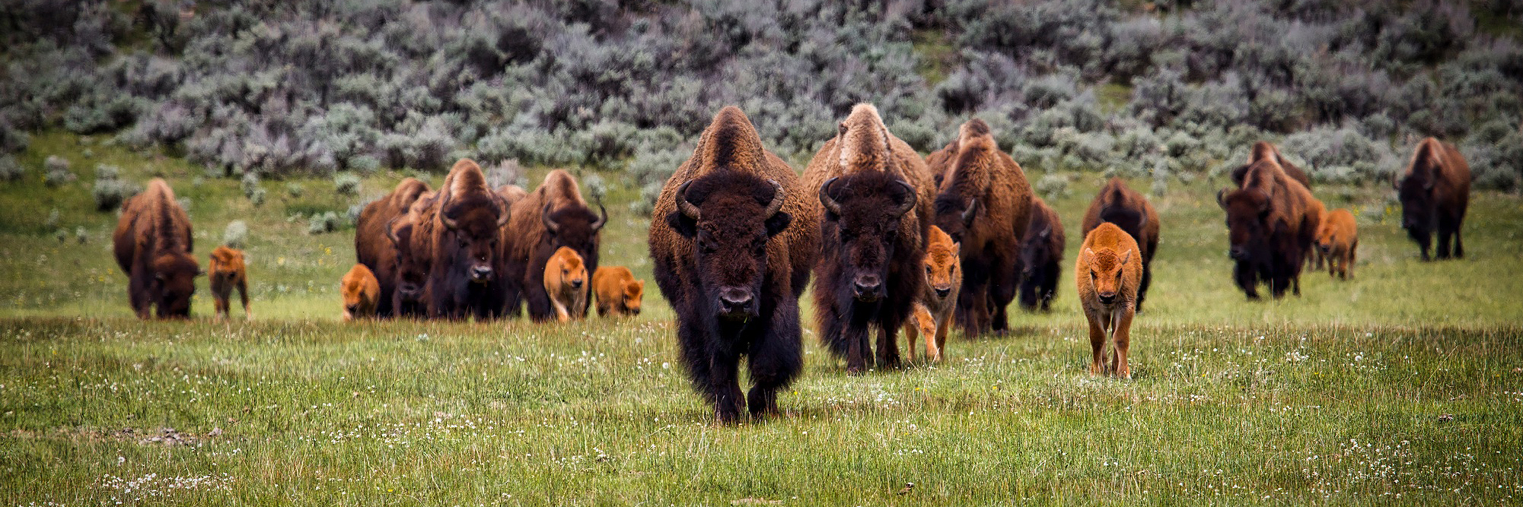 A herd of bison in a prairie
