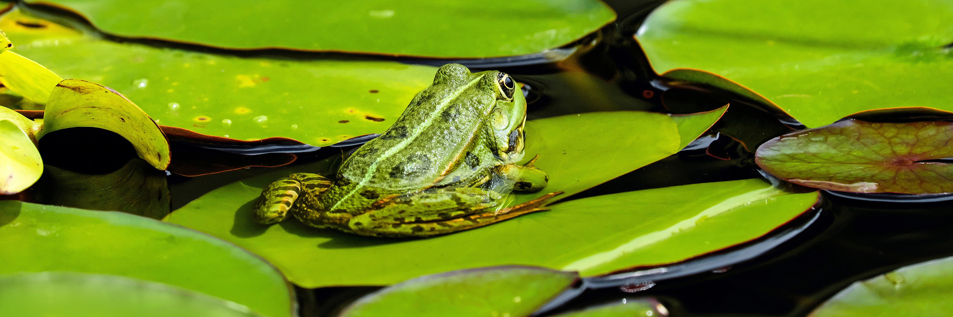 A frog on a lilly pad