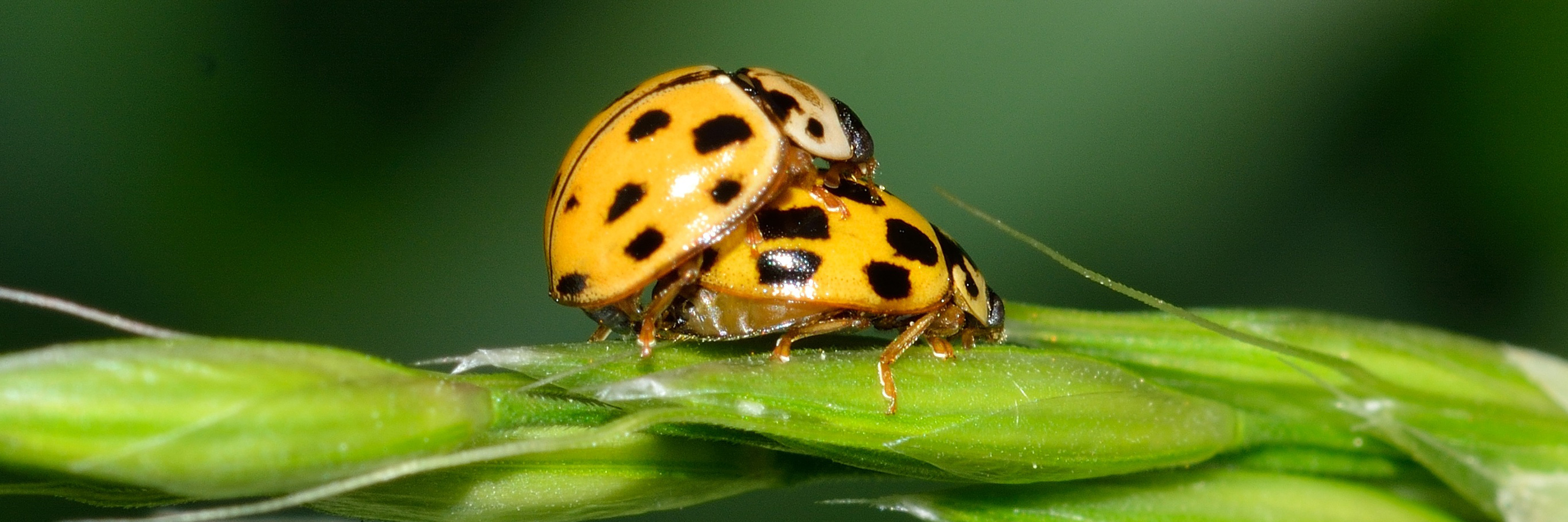 Two lady bugs mating